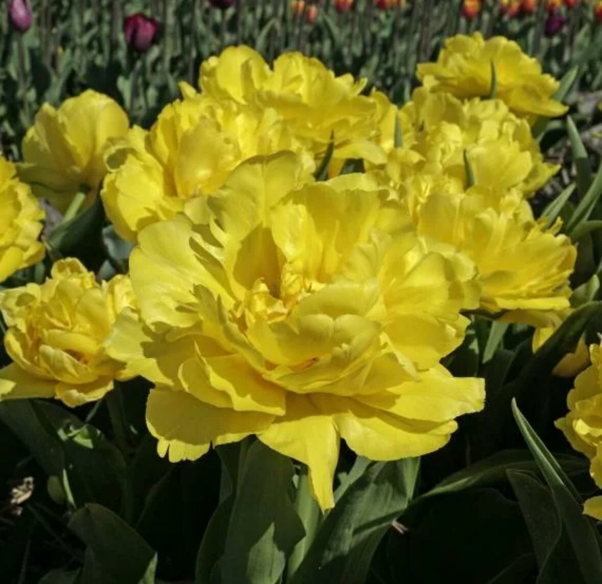 Тюльпаны пионовидные , луковицы сорт LIMOUSINE желтые (4штуки)
