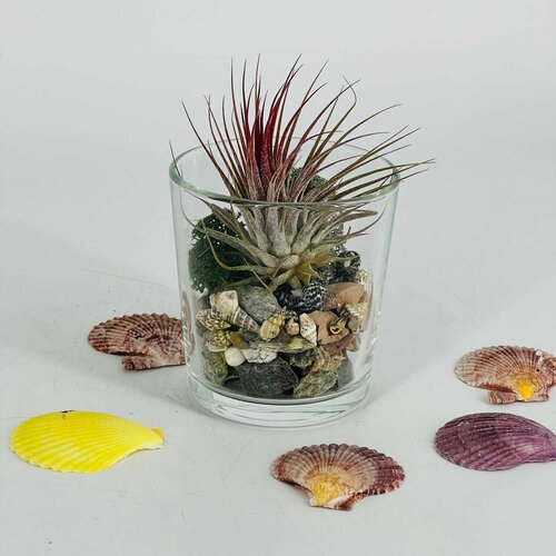 Тилландсия комнатный цветок подарок маме 2580₽