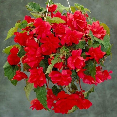 Бегония ампельная красная 2 шт 969₽