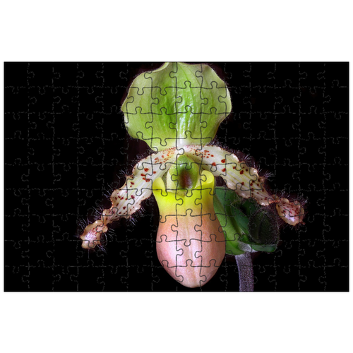 фото Магнитный пазл 27x18см."орхидея, тапочка, цветок" на холодильник lotsprints