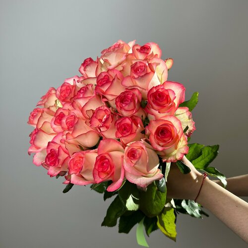 Роза бело-розовая Джумилия 50 см, 19 шт
