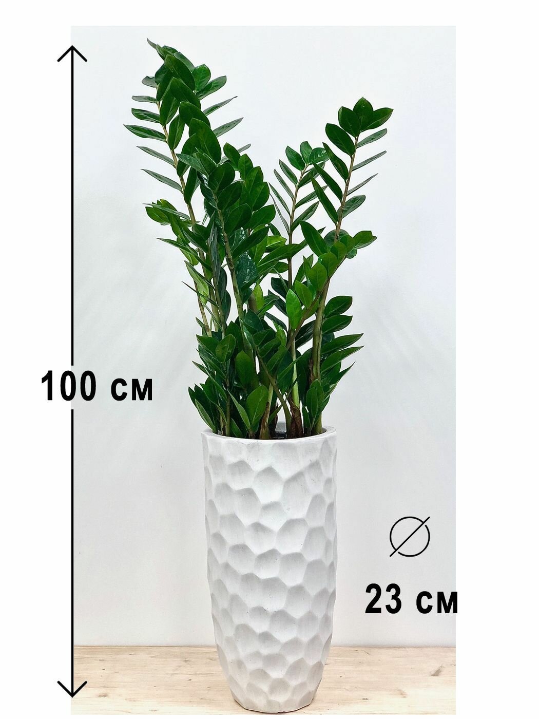 Растение Замиокулькас в высоком керамическом кашпо Мозаик слоновая кость, высота композиции 90-100см