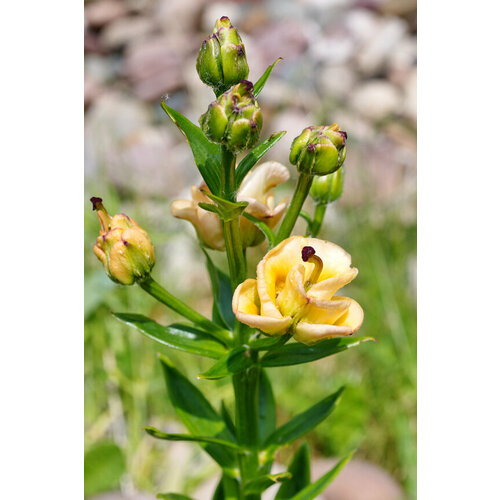 Лилия Эприкот Фадж - роза-тюльпан гиацинт садовый атлантик hyacinthus луковицы разбор 14 15 открытая окс