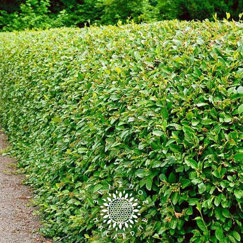 Семена Кизильник блестящий лат Cotoneaster lucidus 40 шт от Green Legacy 314₽