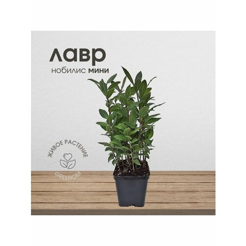 Живое растение Лавр Благородный