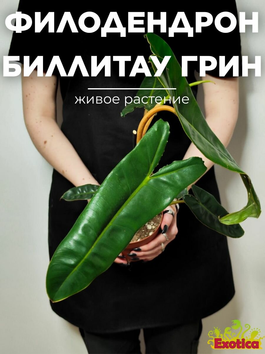 Филодендрон Биллитау Грин (Philodendron Billietiae Green) D12см, комнатное растение