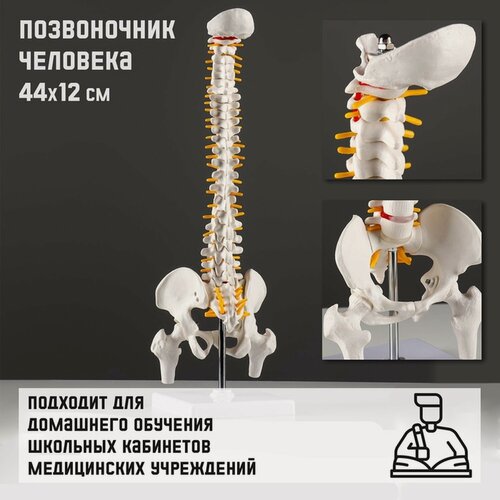 Изображение товара Макет Сима-ленд "Позвоночник человека", анатомический, пластик, 44x12 см