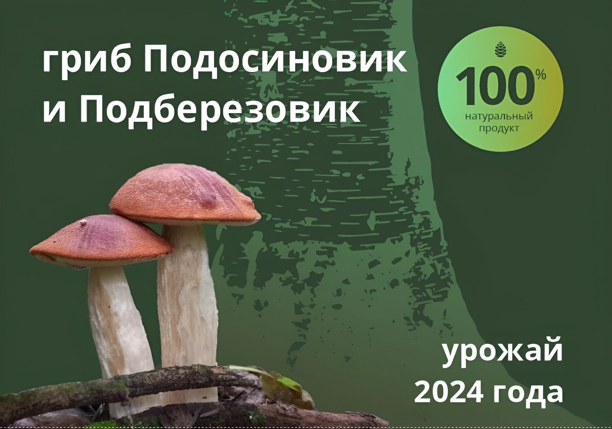 Грибы лесные молотые Подосиновики и Подберезовики (красноголовики) молотые 50 гр.