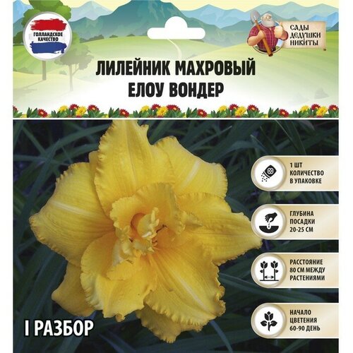 Лилейник Double Yellow Wonder, р-р I, 1 шт, Весна 2023 лилейник fragrant returns р р i 1 шт весна 2023