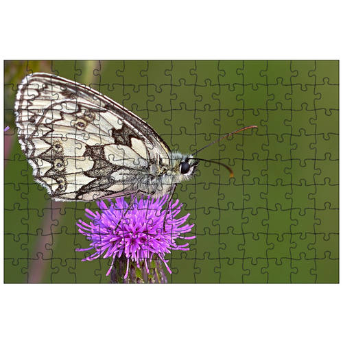 фото Магнитный пазл 27x18см."природа, бабочка, шахматная доска" на холодильник lotsprints