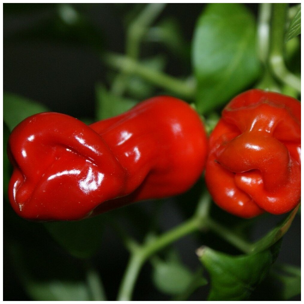 Семена Орешка Перец острый Peter pepper red, Петер пеппер красный 5 шт.