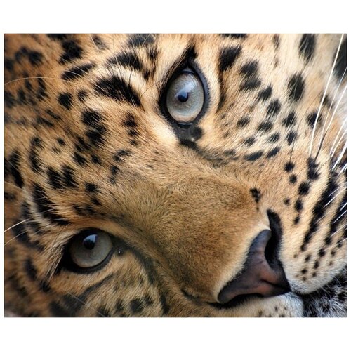 Картина по номерам Colibri Леопард 40х50 см Холст на подрамнике