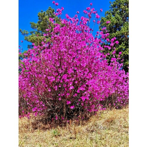 азалия рододендрон древесный rhododendron arboreum семена Семена Рододендрон даурский (Rhododendron dauricum), 25 штук