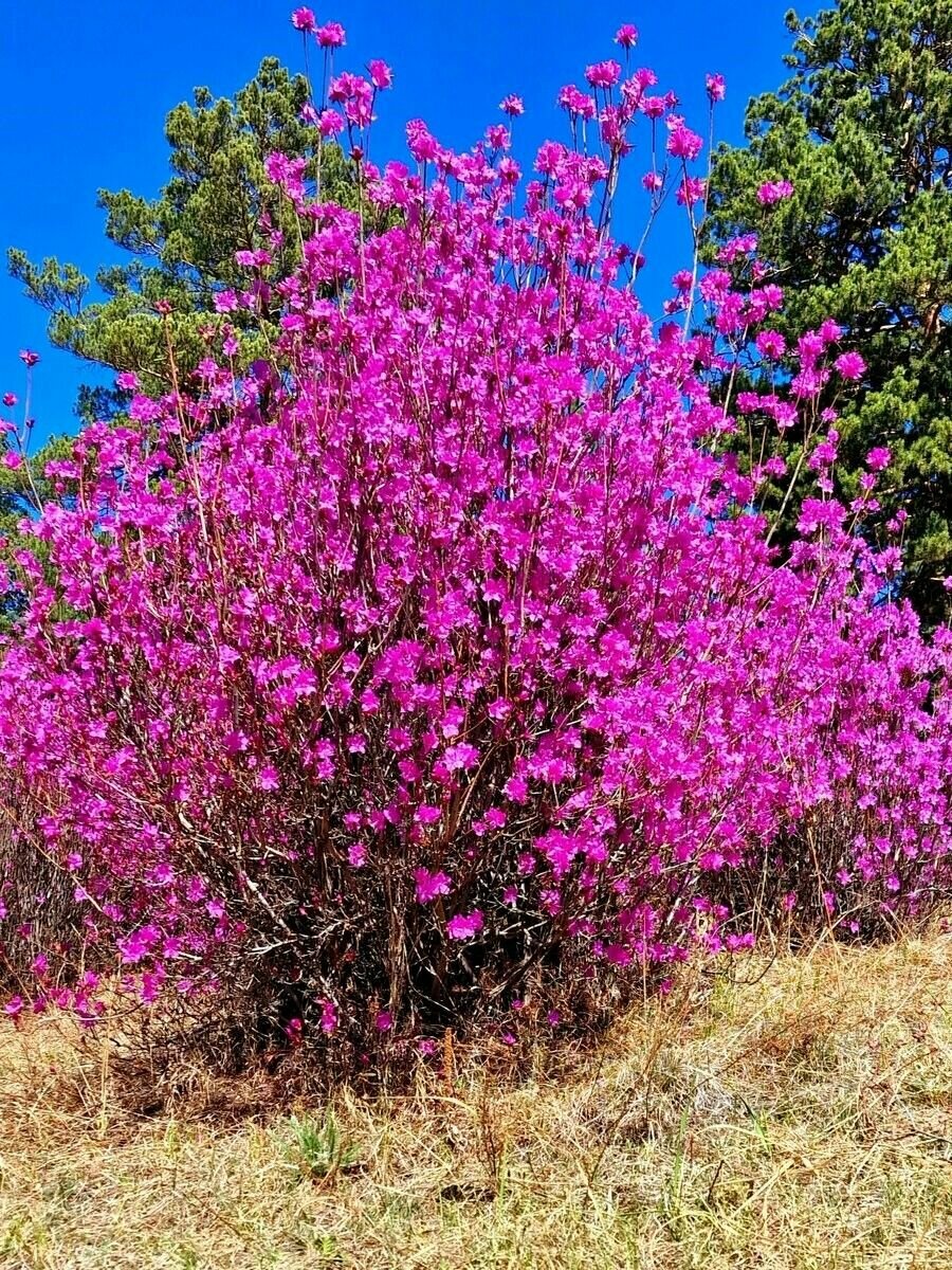 Семена Рододендрон даурский (Rhododendron dauricum) 25 штук