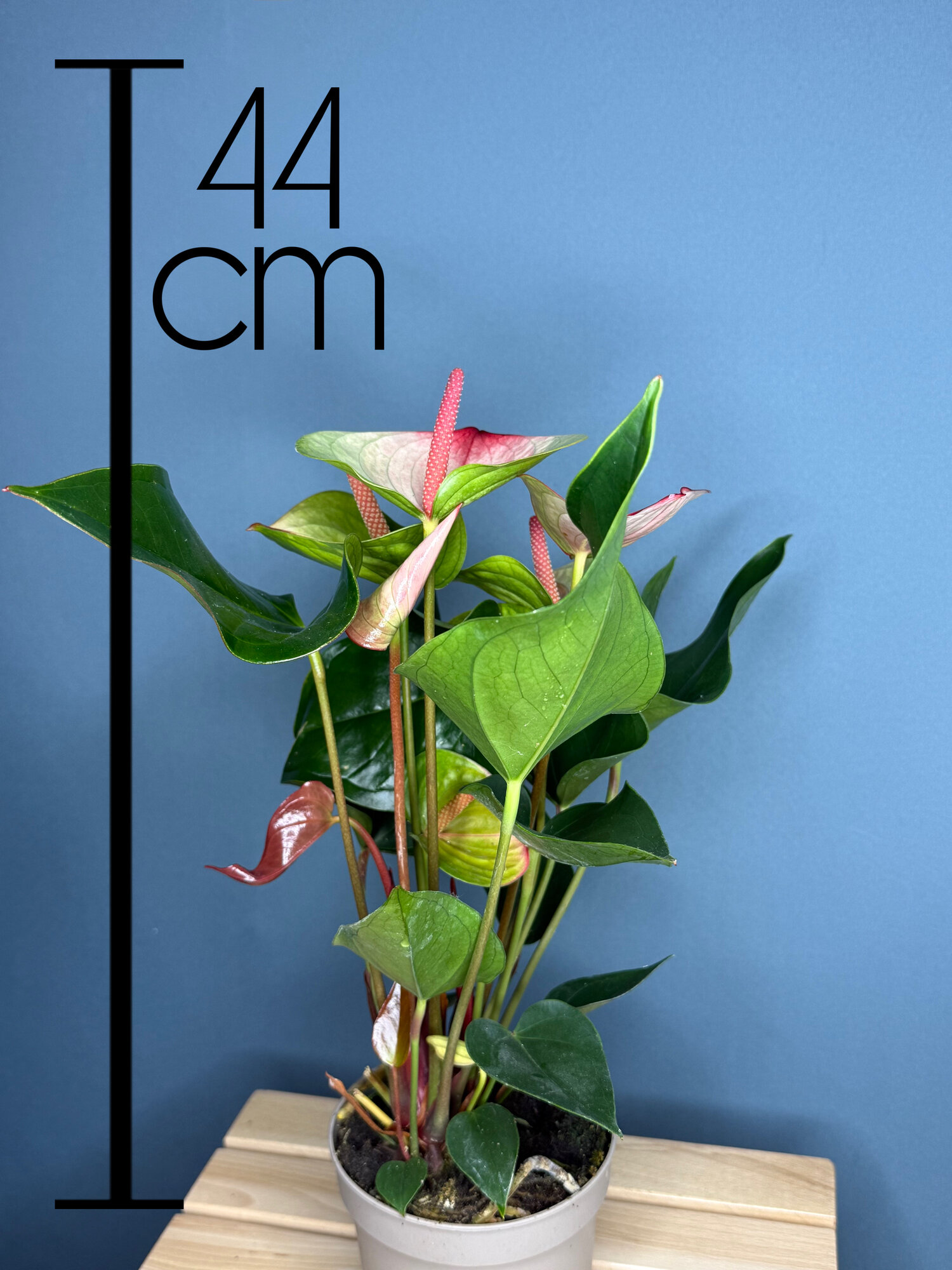 Антуриум Андре (Anthurium andreanum) — эффектное комнатное растение с глянцевыми листьями и розовыми соцветиями