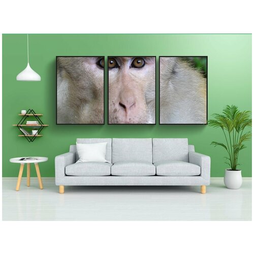 фото Набор модулных постеров для интерьера "обезьяна, обезьяна лицом, лицо" 60x90 см. в тубусе, без рамки lotsprints