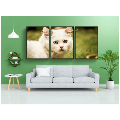 фото Набор модулных постеров для интерьера "кошка, домашний питомец, животное" 60x90 см. в тубусе, без рамки lotsprints