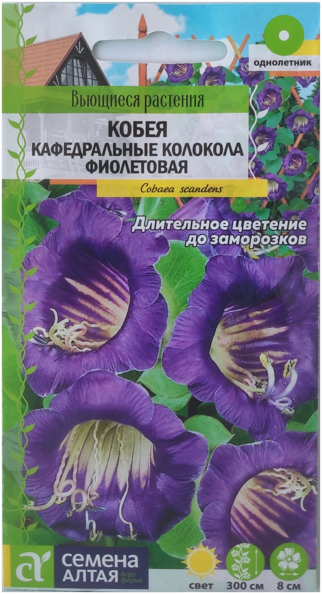 Семена Кобея лазающая Кафедральные Колокола фиолетовая Семена Алтая 5 шт