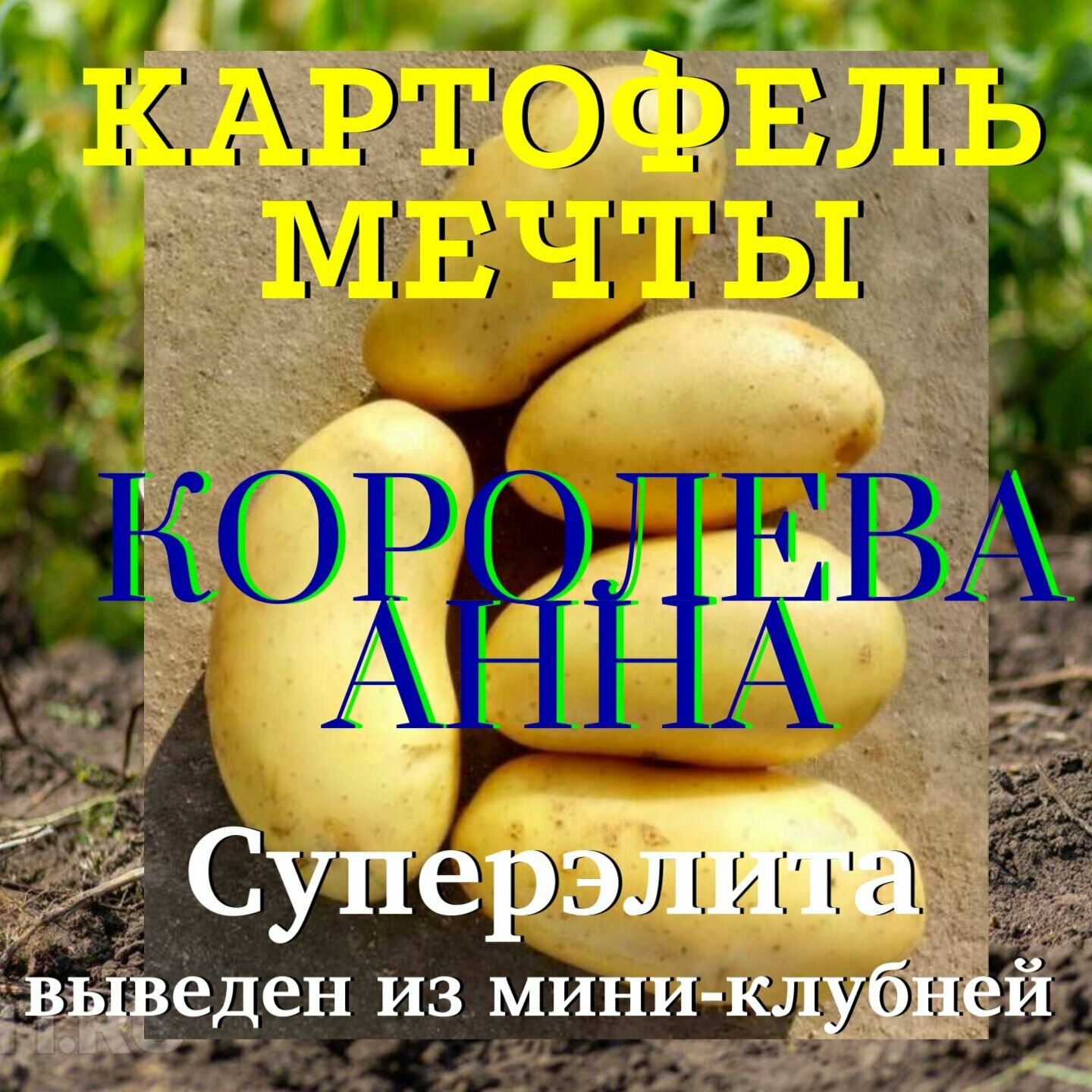 Картофель семенной селекционный сортовой Королева анна клубни 3 кг