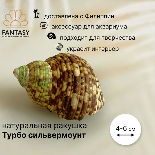 Натуральная морская ракушка FANTASY Турбо сильвермоунт, 4-6 см