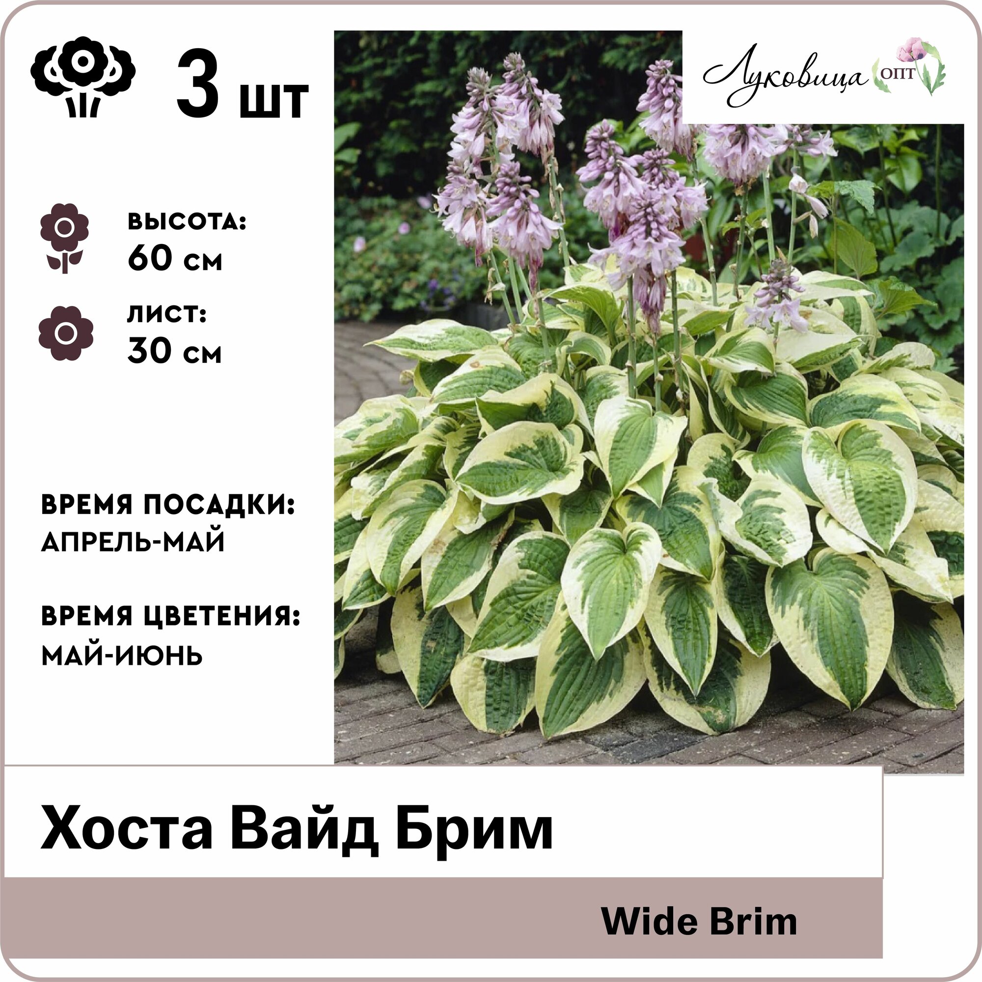 Хоста Вайд Брим (Wide Brim) корни 3шт Голландия