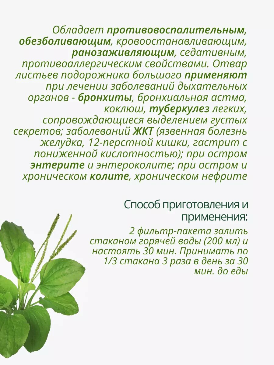 Картинки Подорожник большой листья 2 шт. Целебные травы Фитосбор