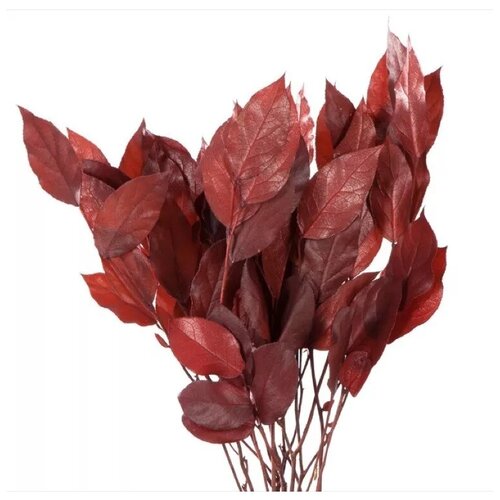 Стабилизированные ветви 