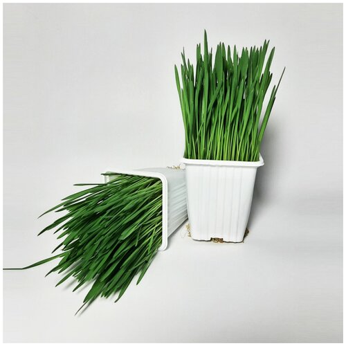 фото Набор живой овёс стаканчики 6шт 7х7см +1 подарок понедельник без бренда