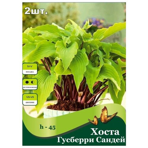 Хоста Гусберри Сандей /2 шт/