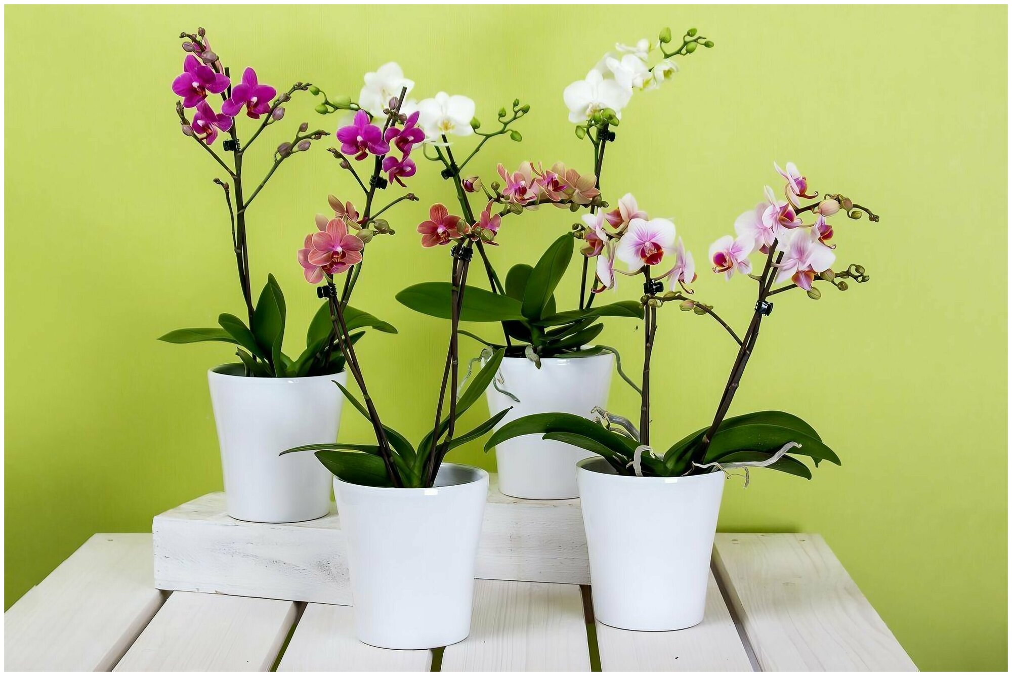 Удобрение для орхидей 15 гр (5 шт) - для продолжительного цветения и сохранения здоровья растения. Стимулирует и продлевает цветение. Для фаленопсиса, - фотография № 4