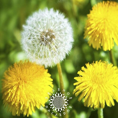 Семена Одуванчик обыкновенный (лат. Taraxacum officinale) 250шт