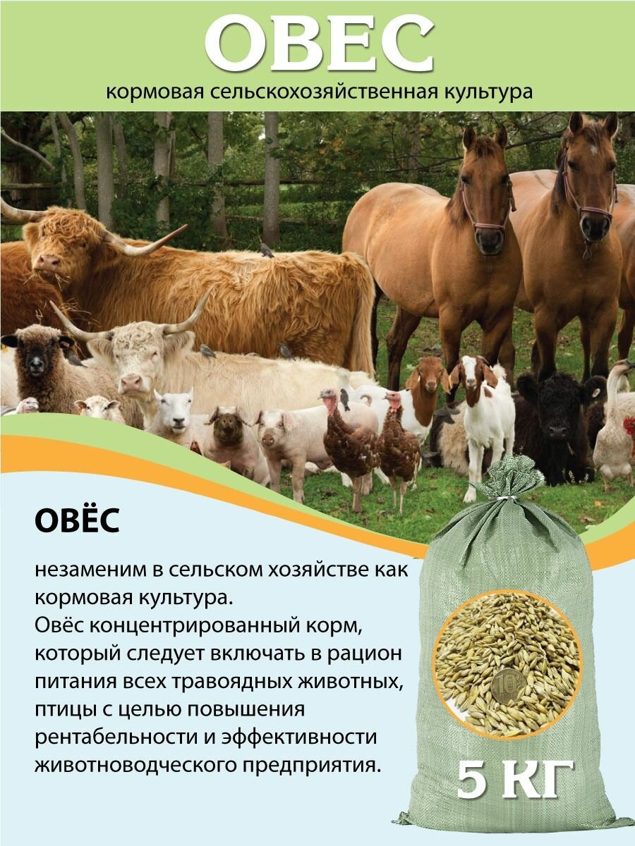 Овес кормовой 5 кг для птиц животных грызунов и проращивания