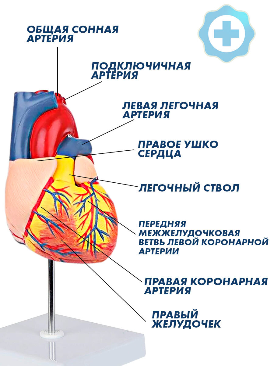 Анатомическая модель сердца человека разборная на 2 части в натуральную величину 1:1 — фото 1
