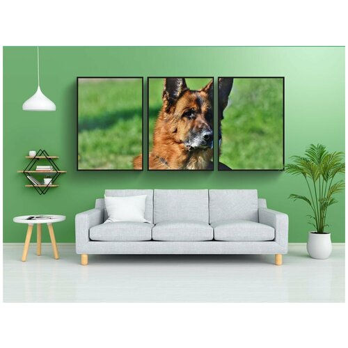 фото Набор модулных постеров для интерьера "пастушья собака, немецкая овчарка, старая немецкая овчарка" 60x90 см. в тубусе, без рамки lotsprints