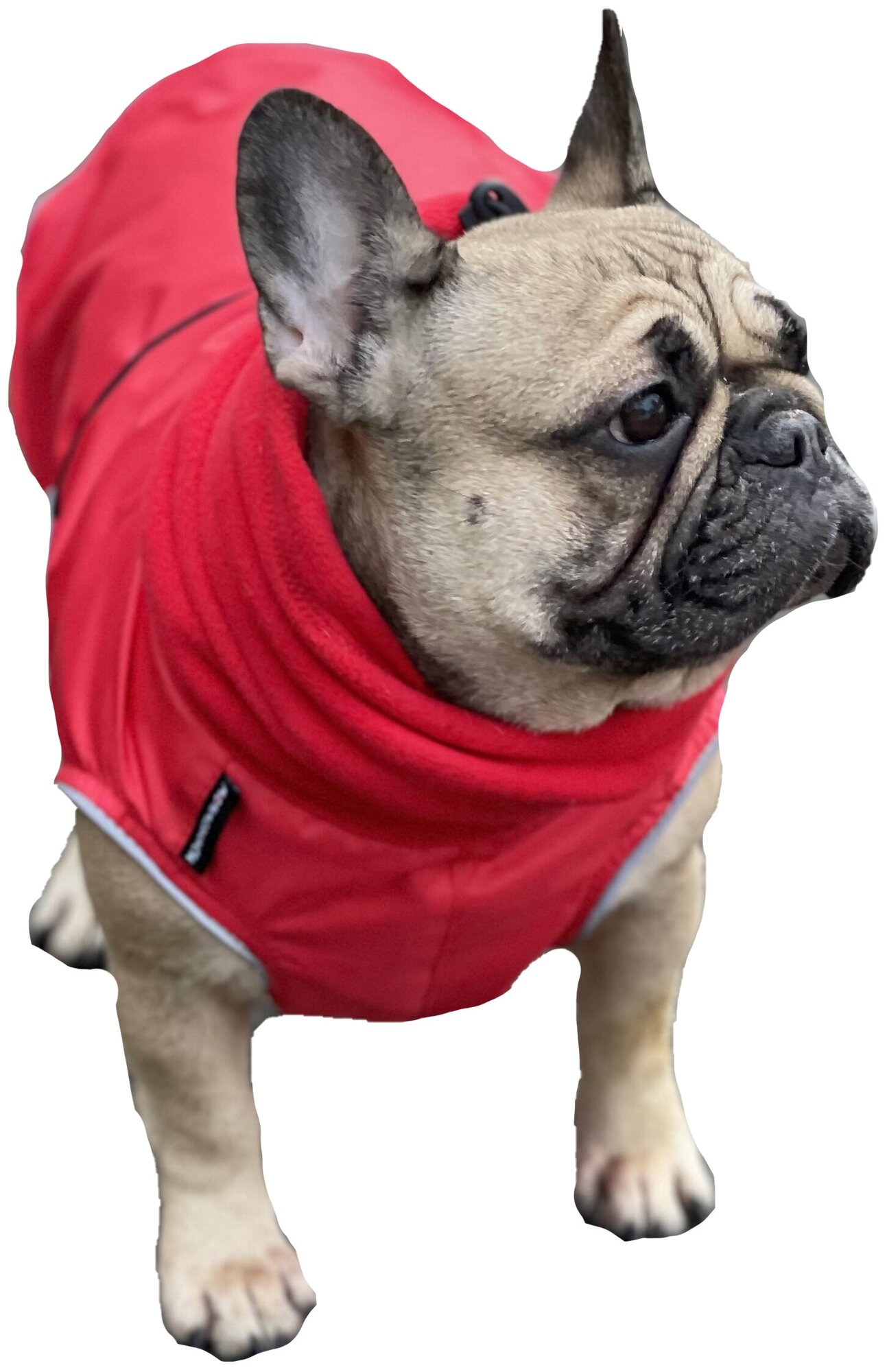Попона для собак породы французcкий бульдог, красный, размер L - фотография № 3