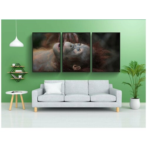 фото Набор модулных постеров для интерьера "дикая природа, млекопитающее, обезьяна" 60x90 см. в тубусе, без рамки lotsprints