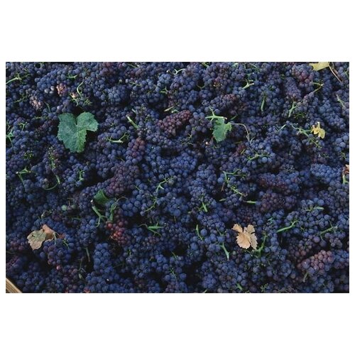 Постер на холсте Виноград №18 45см. x 30см.