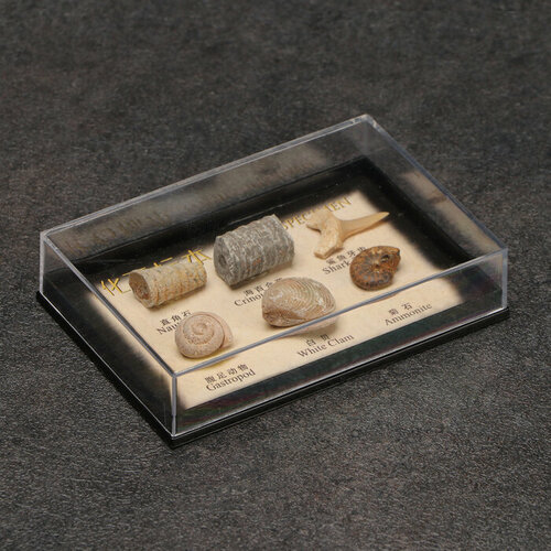 Набор Аммониты 987₽