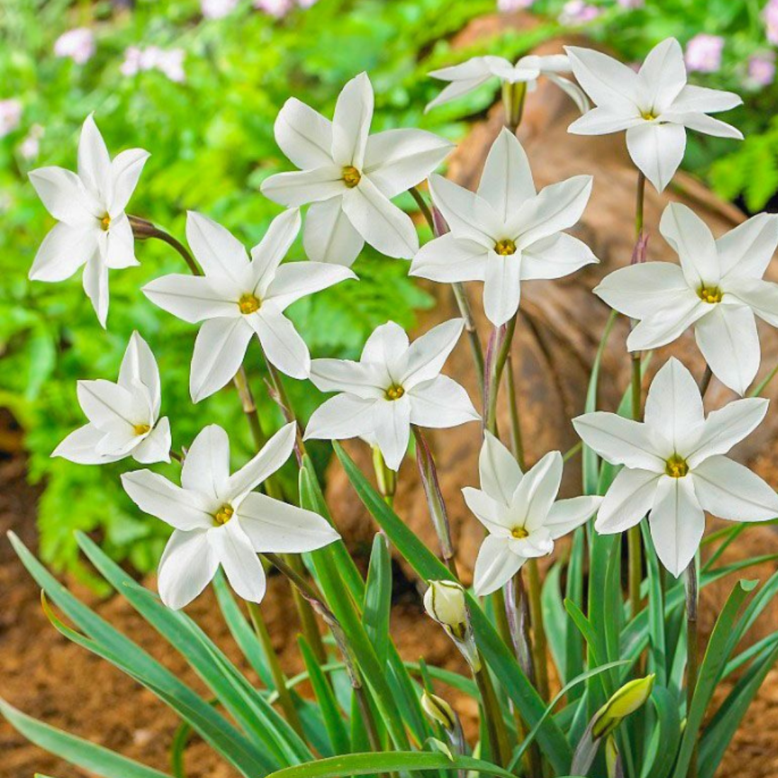 Луковицы цветов, сhipollino flowers, ифейон ALBERTO CASTILIO (10 луковиц)