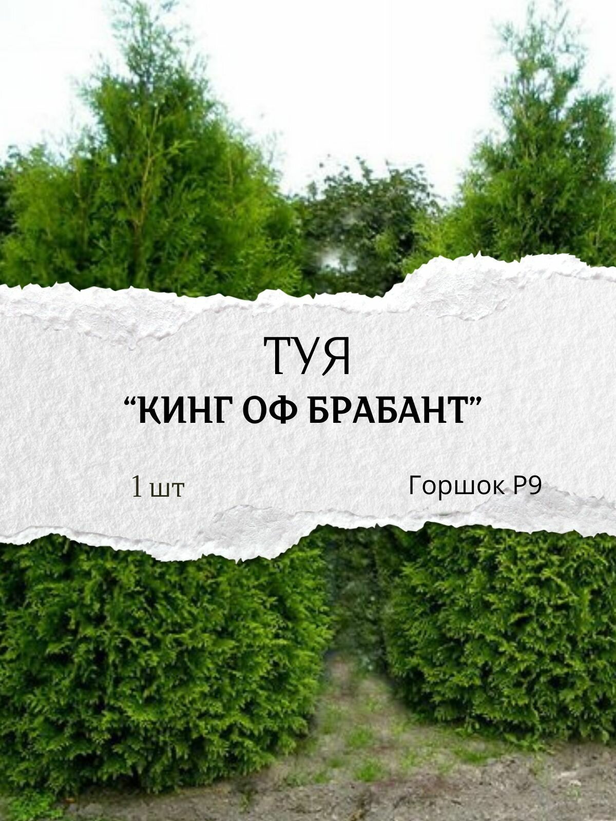 Туя 