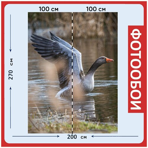 Фотообои Серый гусь гусь озеро 200x270 см флизелиновыена стену 2950₽