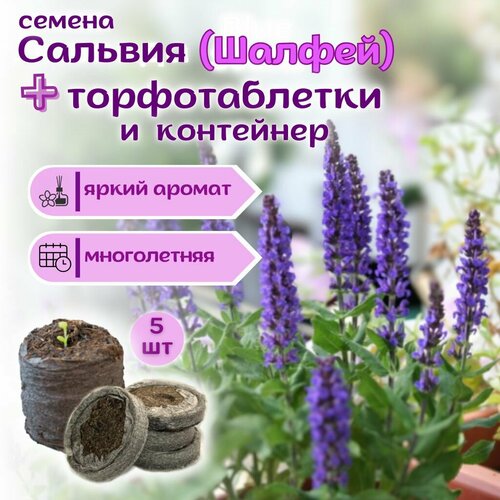 Семена Шалфей многолетний синий, Сальвия Дубравная + торфяные таблетки Jiffy в подарок, 5 шт