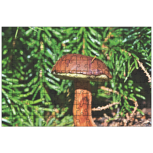 фото Магнитный пазл 27x18см."коричневый кап, гриб, лесные грибы" на холодильник lotsprints