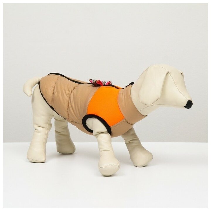 Куртка для собак на молнии, размер 8 (ДС 23 см, ОГ 30, ОШ 22 см), бежевая с оранжевым - фотография № 3