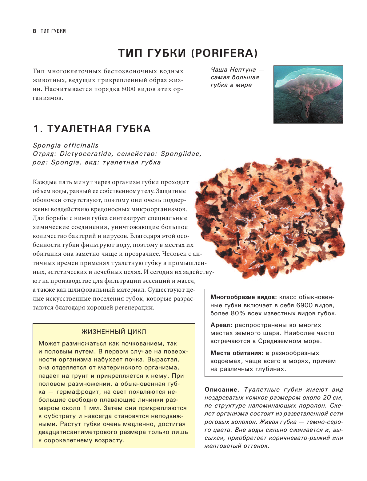 Подводный мир. Большая иллюстрированная энциклопедия - фото №11