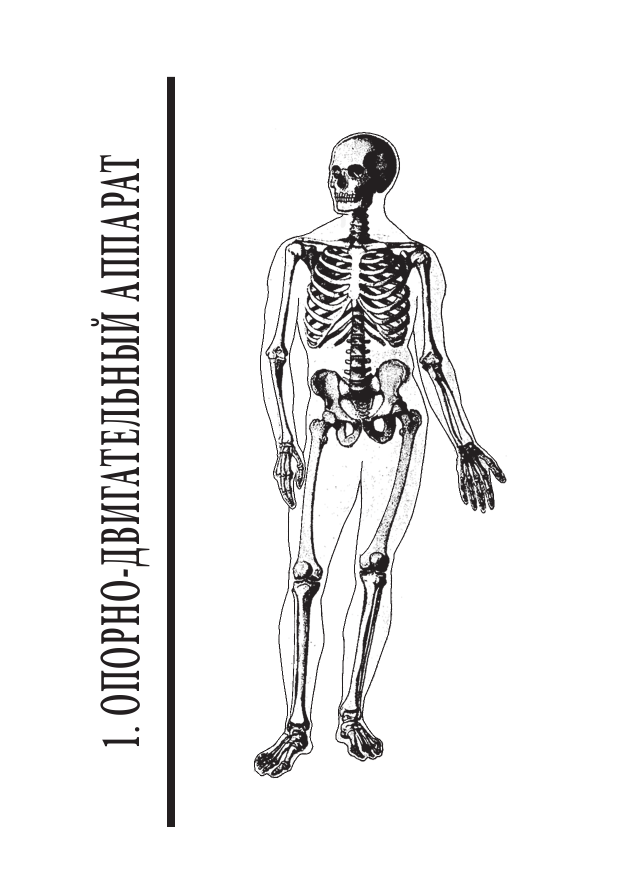 Анатомия человека. Полный компактный атлас - фото №10