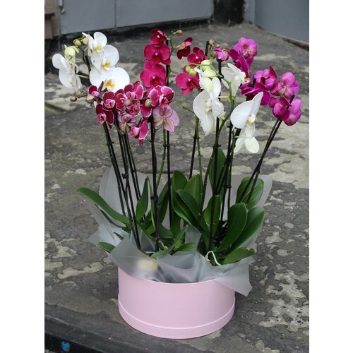 Подарочная лужайка из 5-ти сортовых орхидей 2 ст
