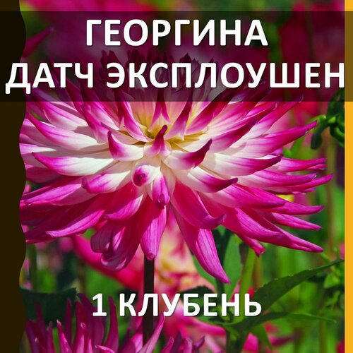 Цветы многолетние клубни георгина Датч Эксплоушен (Dutch Explosion), 1 шт