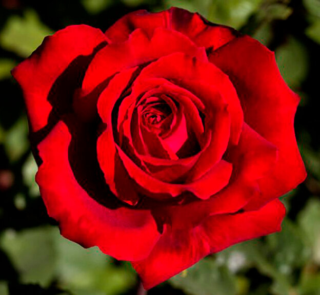 Саженец роза романтическая (ч/г) Ботеро