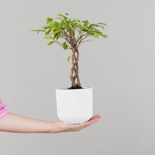 Изображение товара Фикус Бенджамина в кашпо